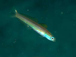 Image of Blue hana goby