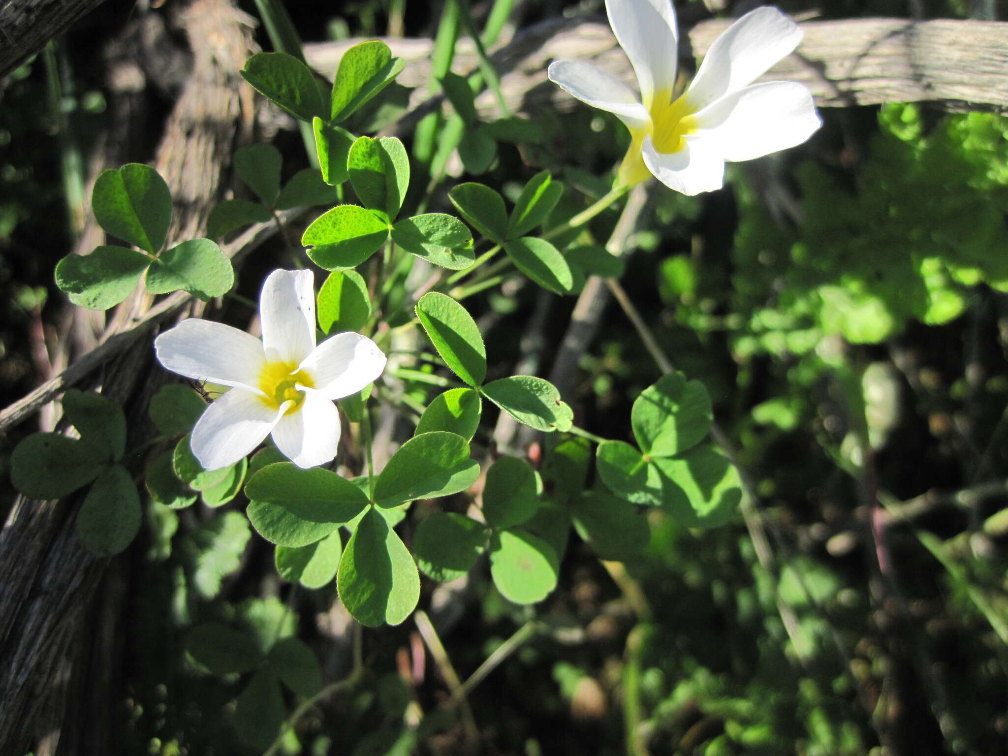 Imagem de Oxalis tenella Jacq.