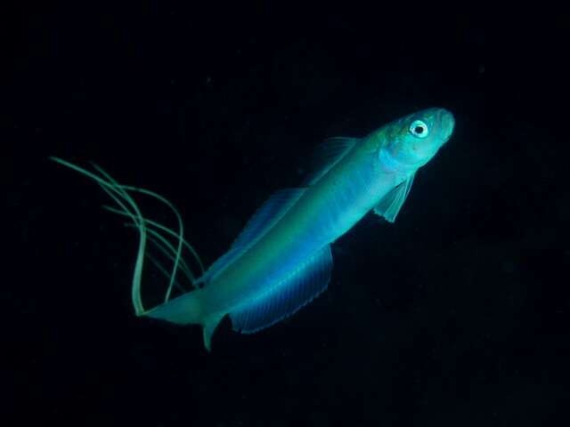 Image of Blue hana goby