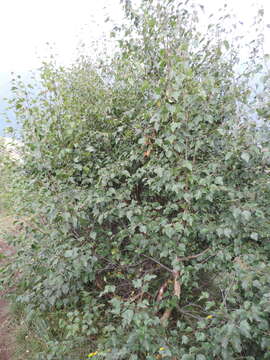 Imagem de Betula pubescens var. litwinowii (Doluch.) Ashburner & McAll.