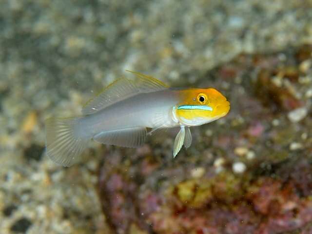 Image of Blueband goby