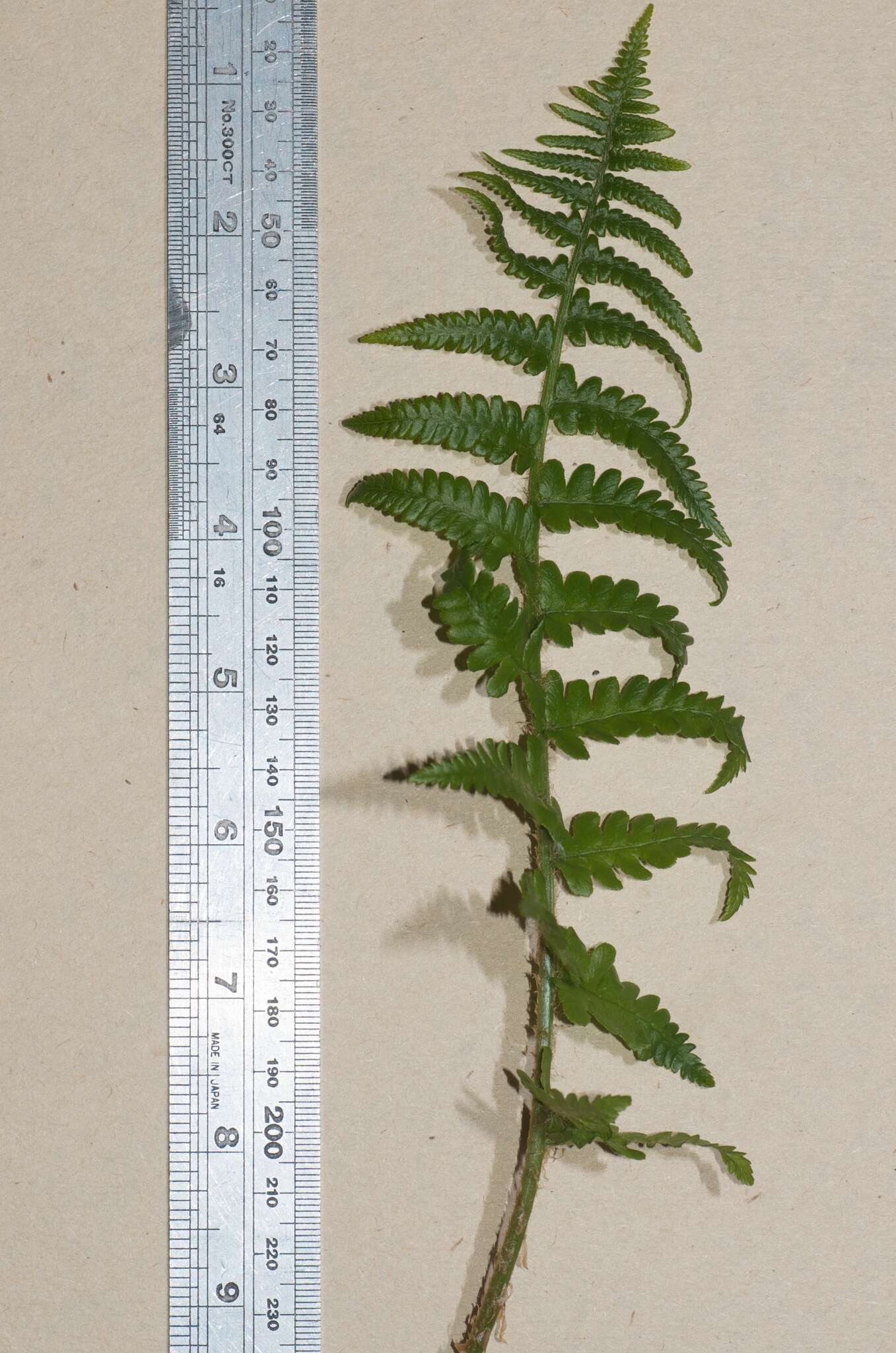 Image of male fern