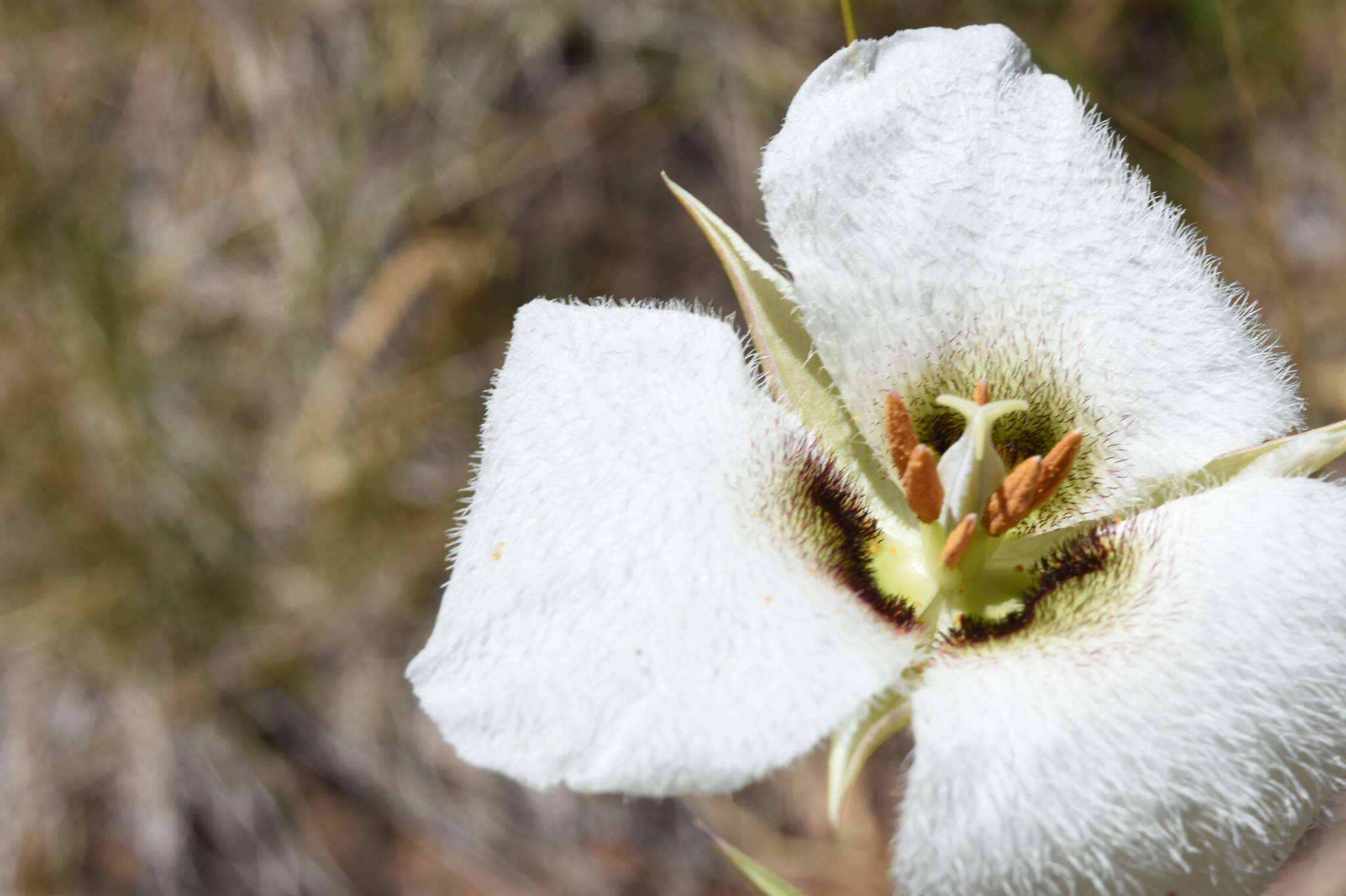 Image of Howell's mariposa lily