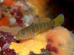 Image of Convict goby