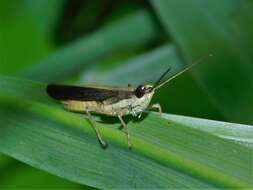 Coryphosima stenoptera (Schaum 1853) resmi