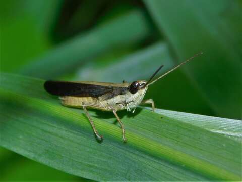 Coryphosima resmi