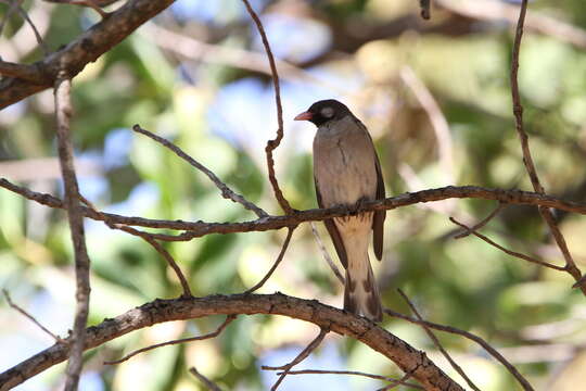 Image of Greater Honeyguide