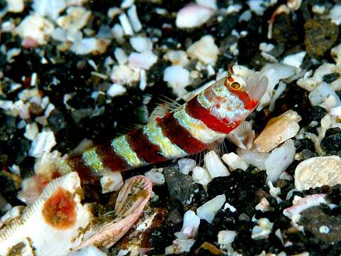 Image of Gorgeous prawn goby