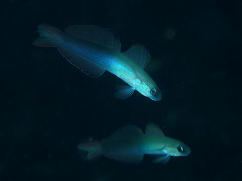 Image of blackfin dartfish