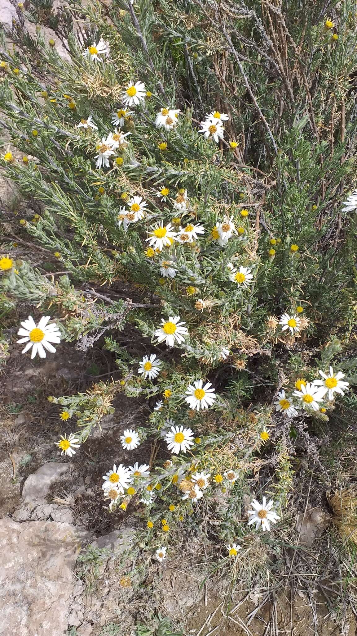 Image de Diplostephium meyenii (Sch. Bip.) Wedd.