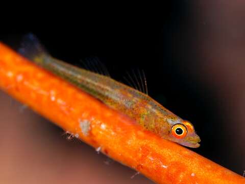 Image of Gorgonian Goby