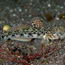 Image of Hairchin Goby