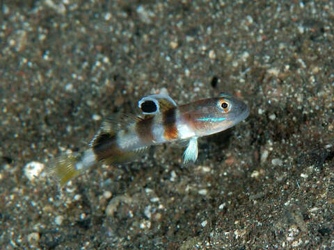 Image of Broad-barred sleeper-goby