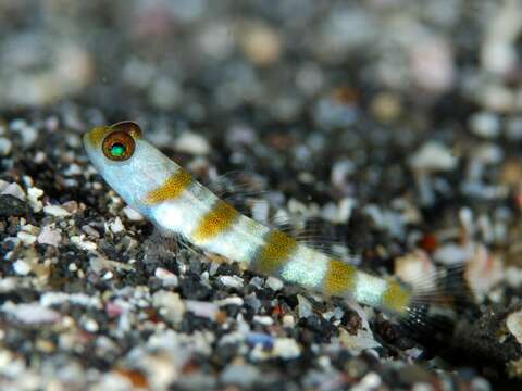 Image of Flagtail shrimpgoby