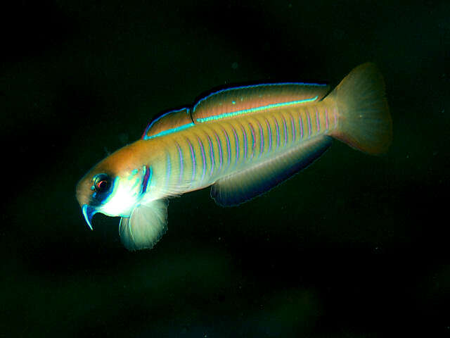 Image of Chinese zebra goby