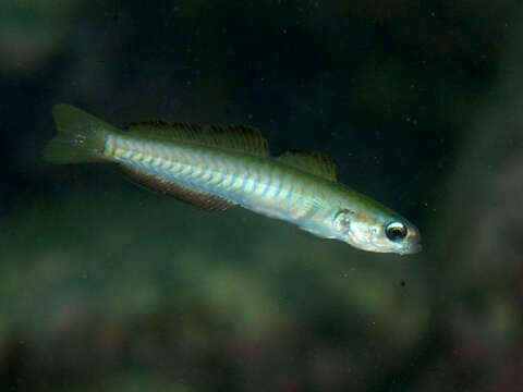 Image of Chinese zebra goby