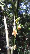 Image de Leochilus carinatus (Knowles & Westc.) Lindl.