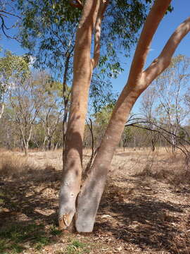 Eucalyptus tintinnans (Blakely & Jacobs) L. A. S. Johnson & K. D. Hill resmi