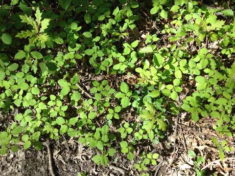 Image of jewelweed