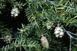 Image of eastern hemlock