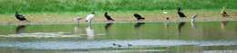 Image of Green Pygmy Goose