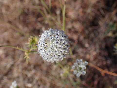 Trachymene bivestita (Domin) L. A. S. Johnson resmi