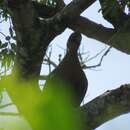 Image of Purple-crested Turaco