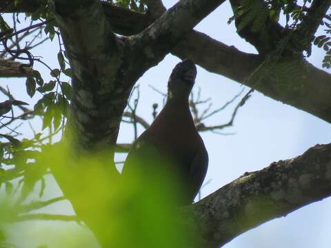 Image of Purple-crested Turaco