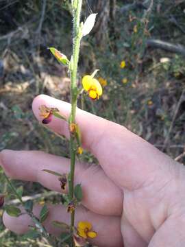 Image of Bossiaea stephensonii F. Muell.