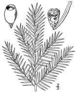 Image of Canada yew