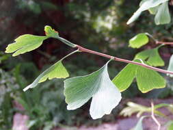 Image of Ginkgoopsida