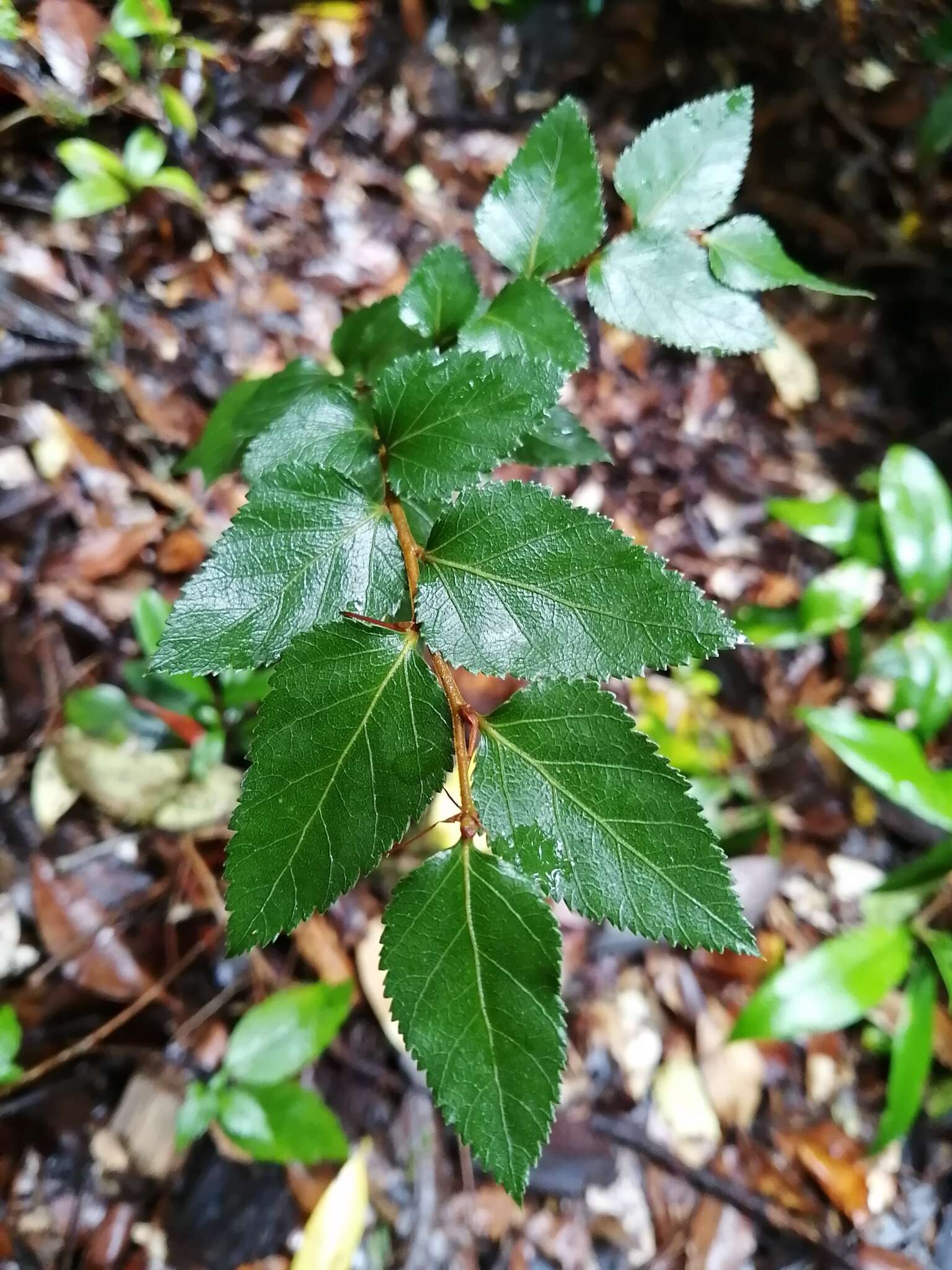 Image of Nothofagus nitida (Phil.) Krasser