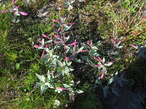 Image of dwarf fireweed