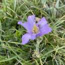 Image de Pulsatilla violacea Rupr.