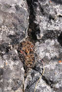 Image of Cederberg haworthia