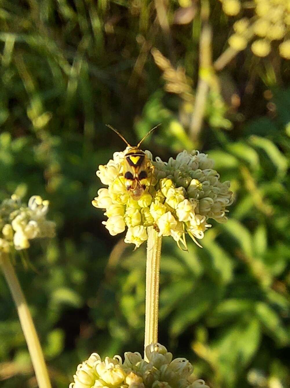 Image of Orthops kalmii (Linnaeus 1758)