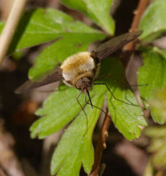 Image of Large bee-fly