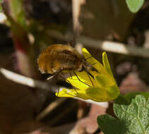 Image of Large bee-fly