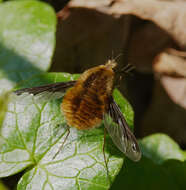 Image of Large bee-fly