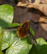 Image of Large bee-fly