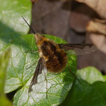 Image of Large bee-fly