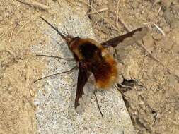 Image of Large bee-fly