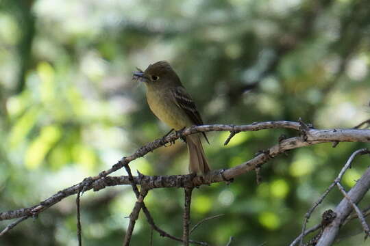 Empidonax occidentalis Nelson 1897的圖片