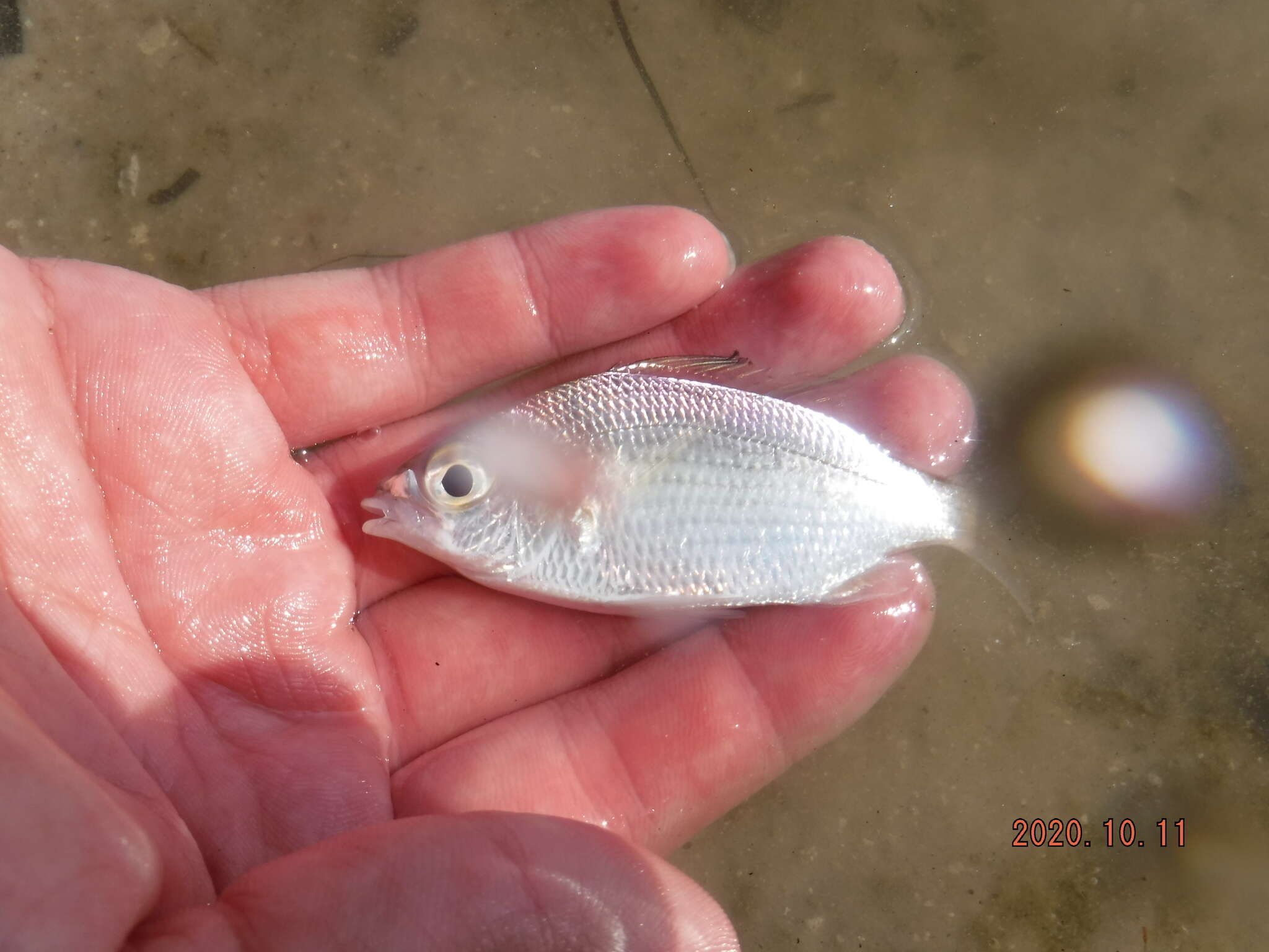 Sivun Eucinostomus gula (Quoy & Gaimard 1824) kuva