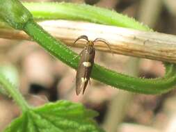 Image of Incurvaria masculella