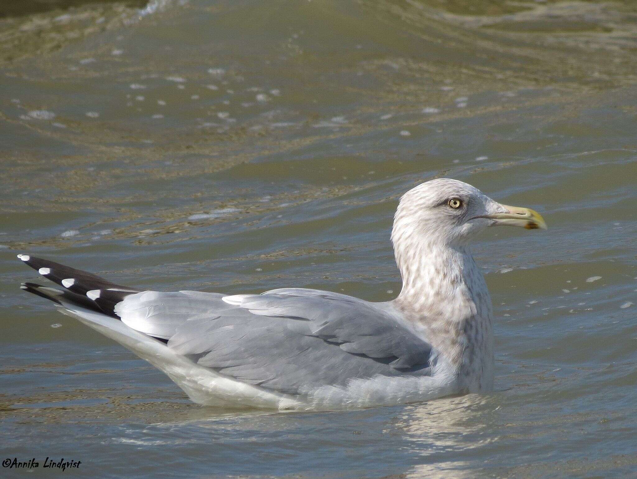 Image of European Herring Gull