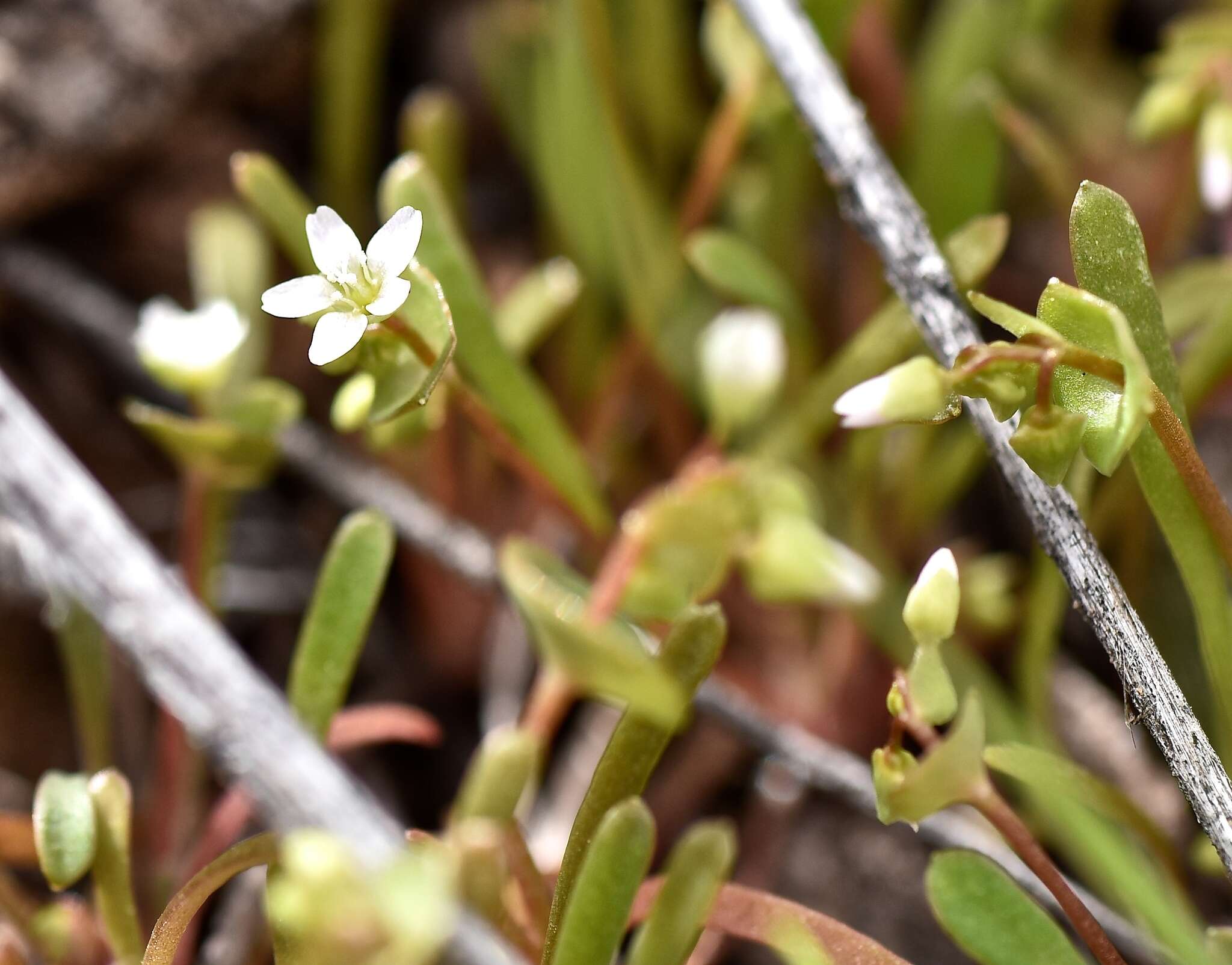 Image de Claytonia parviflora subsp. utahensis (Rydberg) John M. Miller & K. L. Chambers