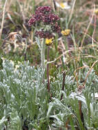 Imagem de Artemisia globularia Cham. ex Bess.