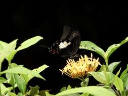 Image of Papilio iswara White 1842