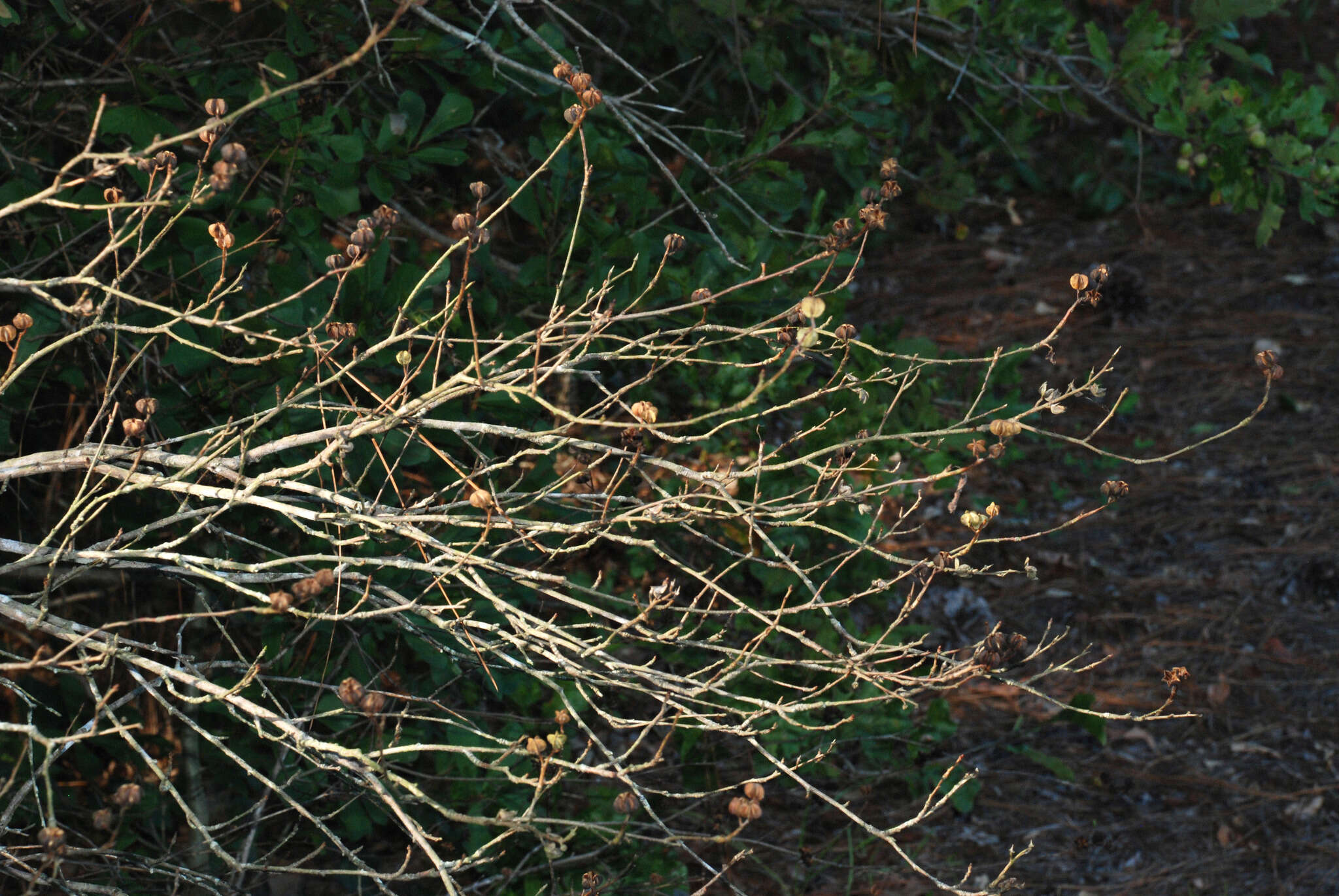 Image of common pearlbrush